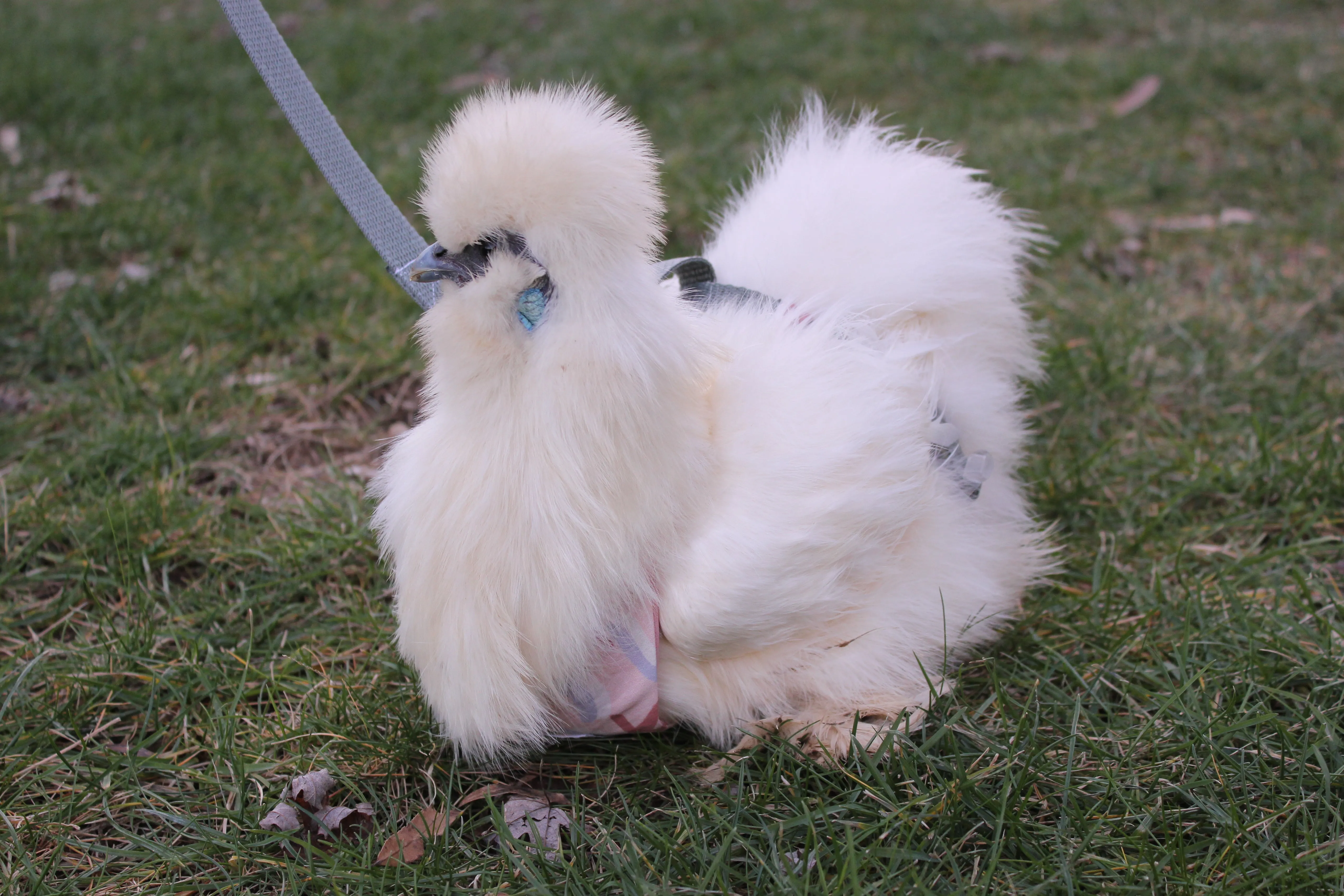 Chicken Harness Blue Paisley